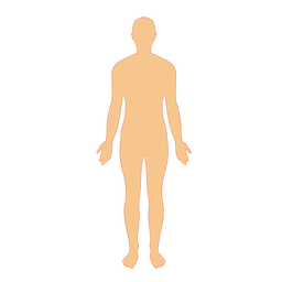 Detail Human Png Vector Nomer 33