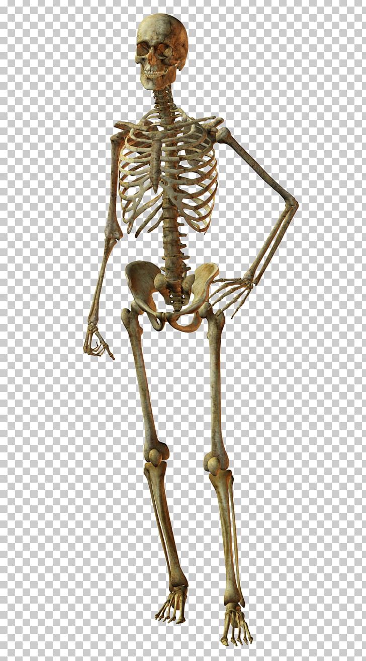 Detail Human Skeleton Png Nomer 8