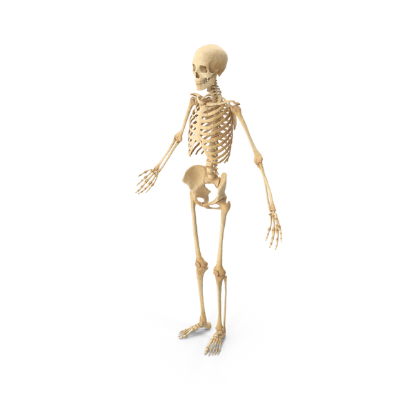 Detail Human Skeleton Png Nomer 15