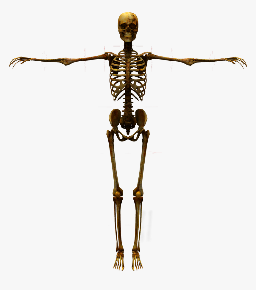 Detail Human Skeleton Png Nomer 17