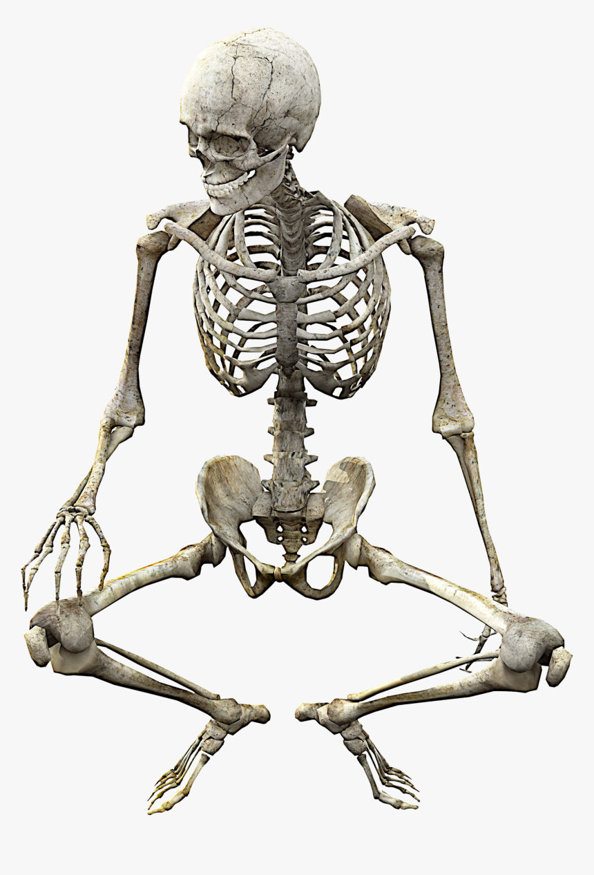 Detail Human Skeleton Png Nomer 19