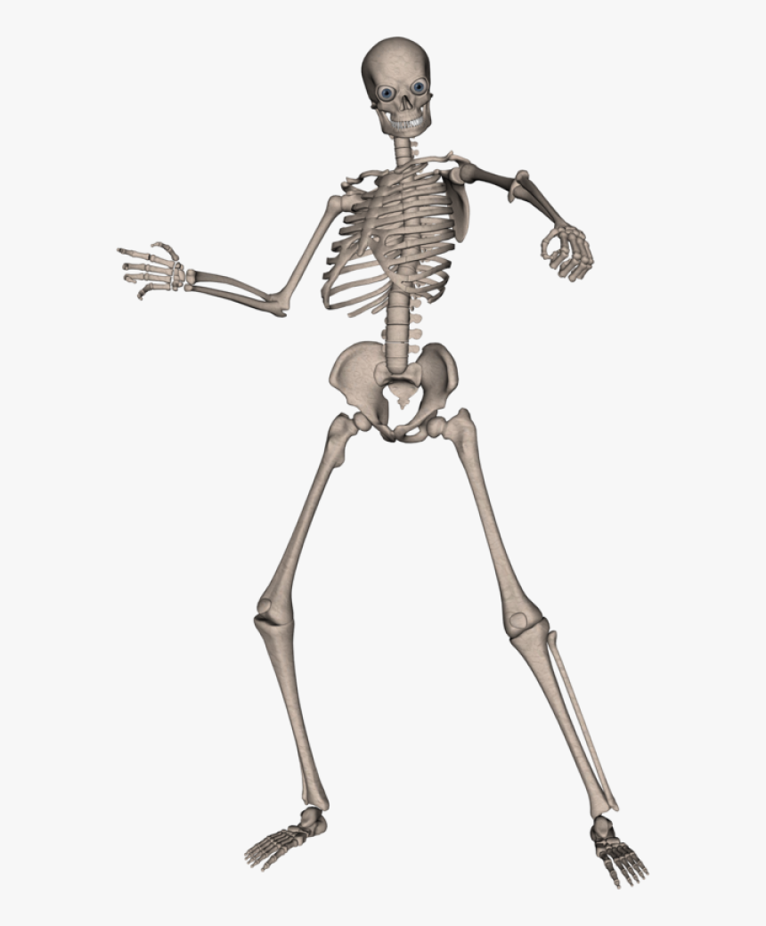 Detail Human Skeleton Png Nomer 20