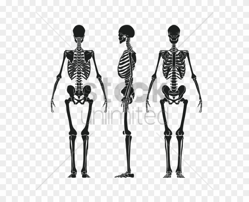 Detail Human Skeleton Png Nomer 26