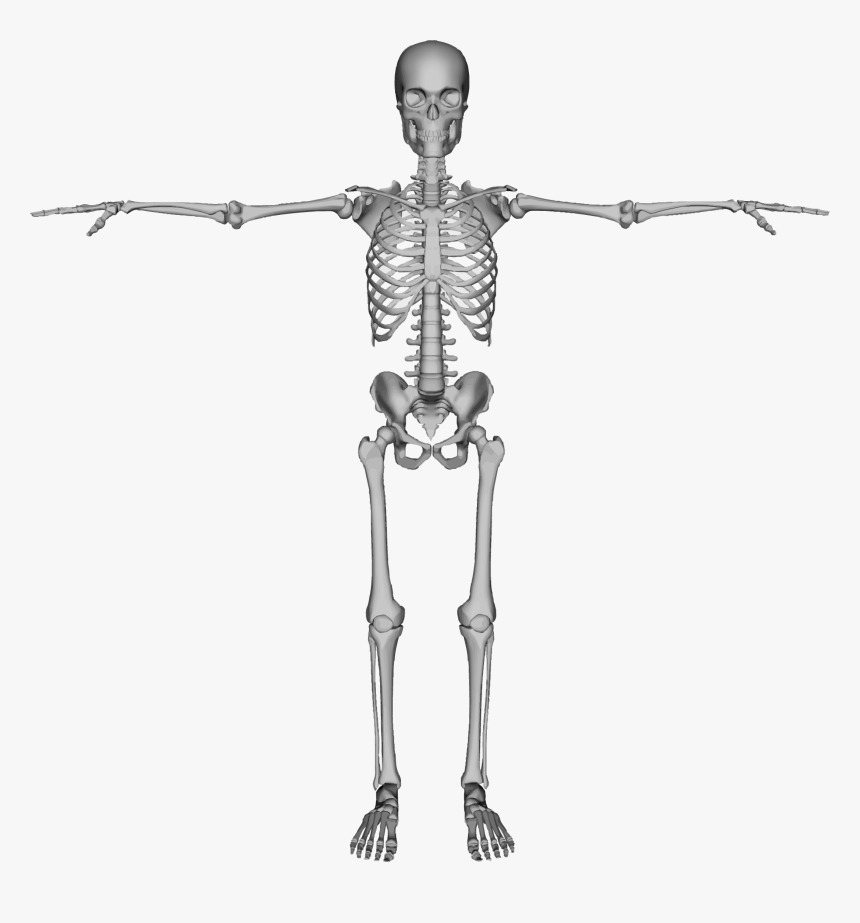 Detail Human Skeleton Png Nomer 27