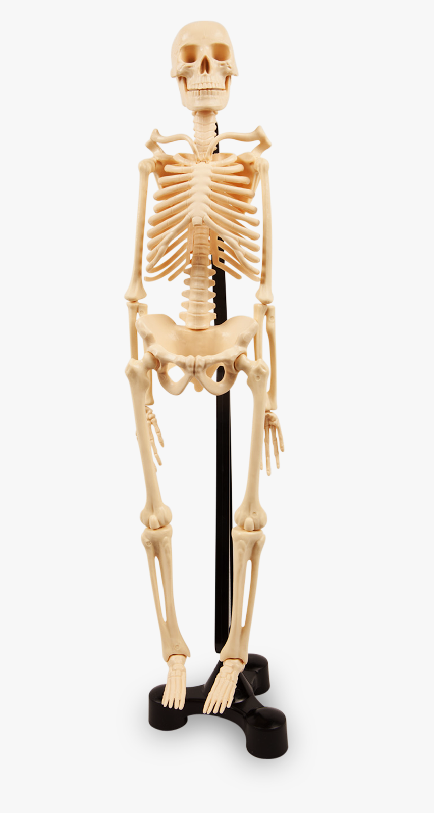 Detail Human Skeleton Png Nomer 36
