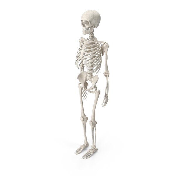 Detail Human Skeleton Png Nomer 37