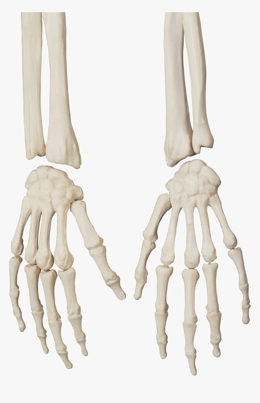 Detail Human Skeleton Png Nomer 39