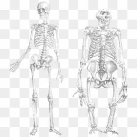 Detail Human Skeleton Png Nomer 43