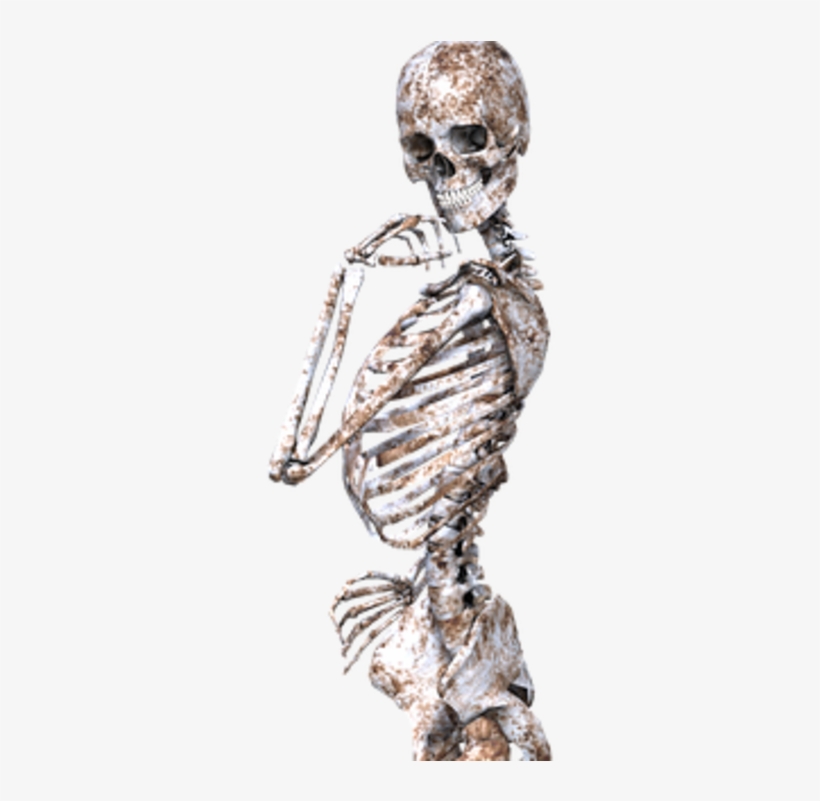 Detail Human Skeleton Png Nomer 46