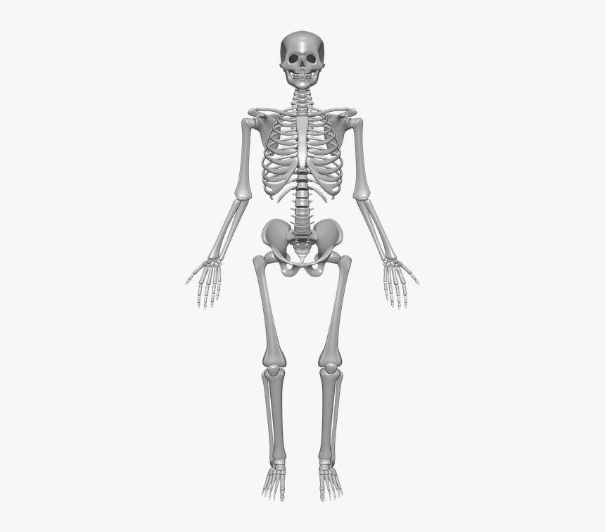 Detail Human Skeleton Png Nomer 6