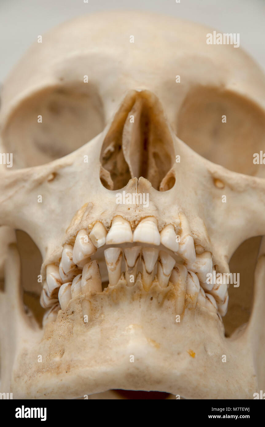 Detail Human Skull Face Nomer 35