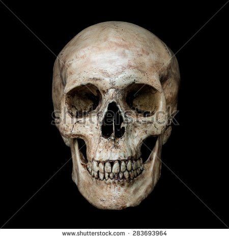 Detail Human Skull Hd Nomer 12