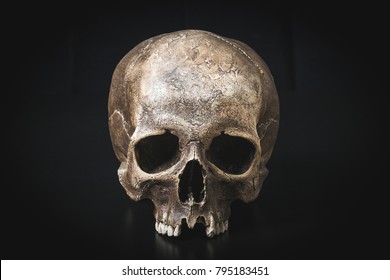 Detail Human Skull Hd Nomer 19