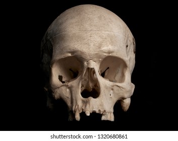 Detail Human Skull Hd Nomer 22
