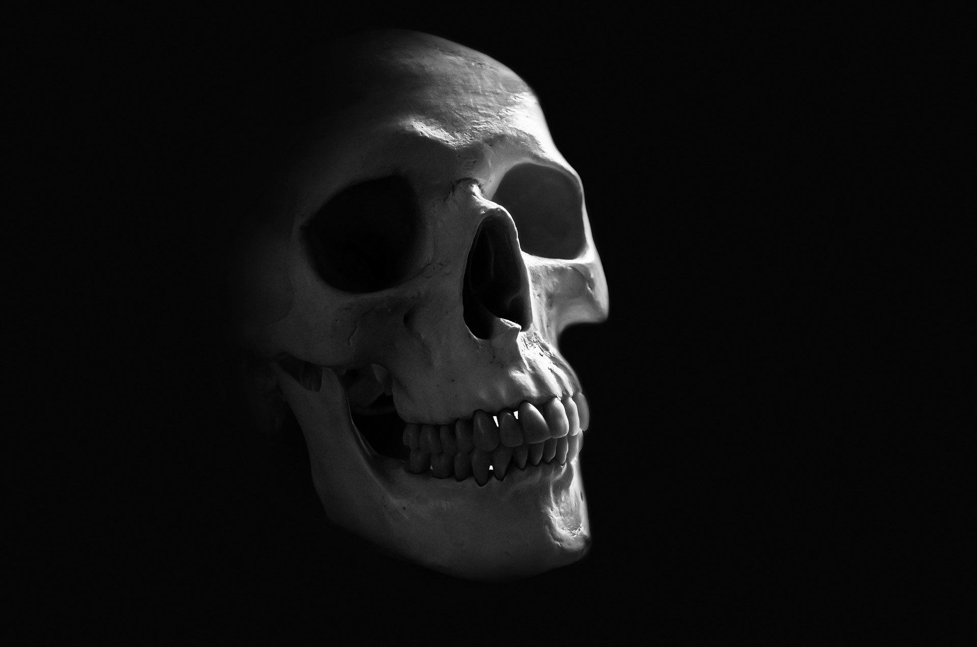 Detail Human Skull Hd Nomer 25