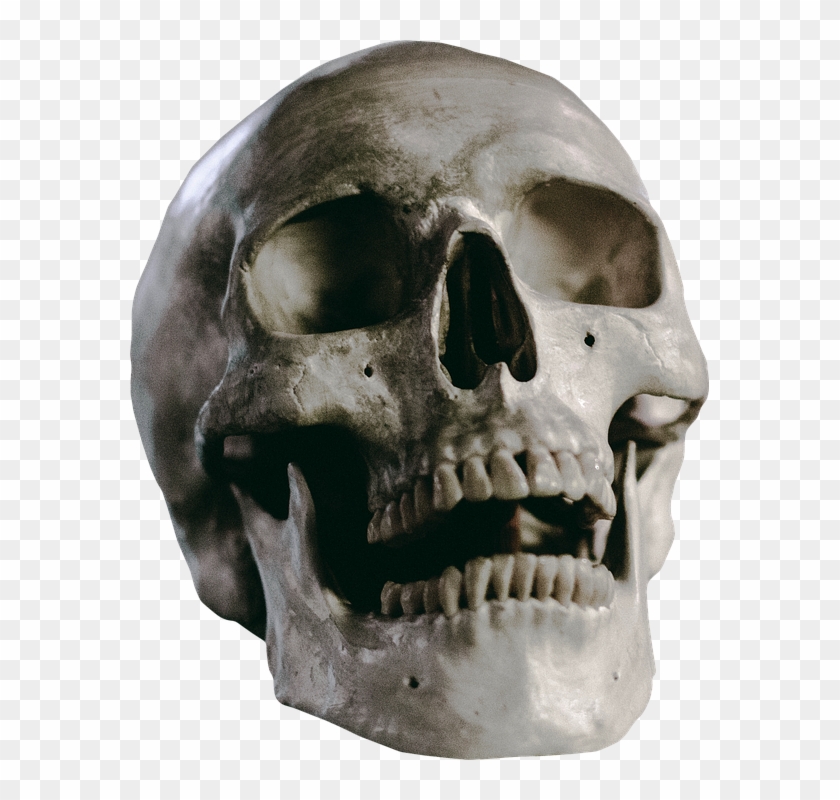 Detail Human Skull Hd Nomer 30