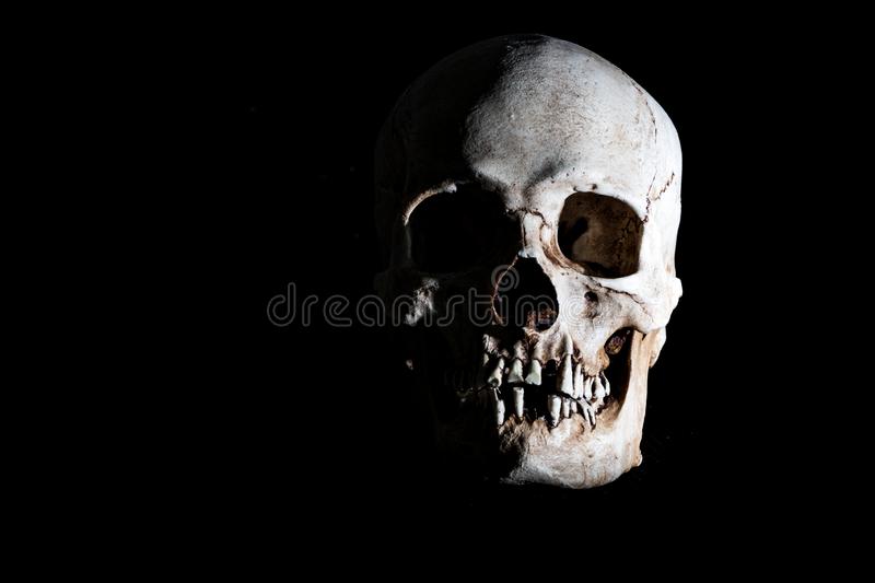 Detail Human Skull Hd Nomer 32