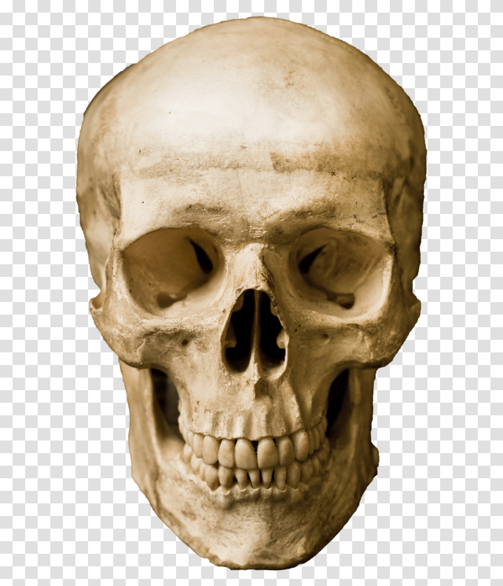 Detail Human Skull Png Nomer 9