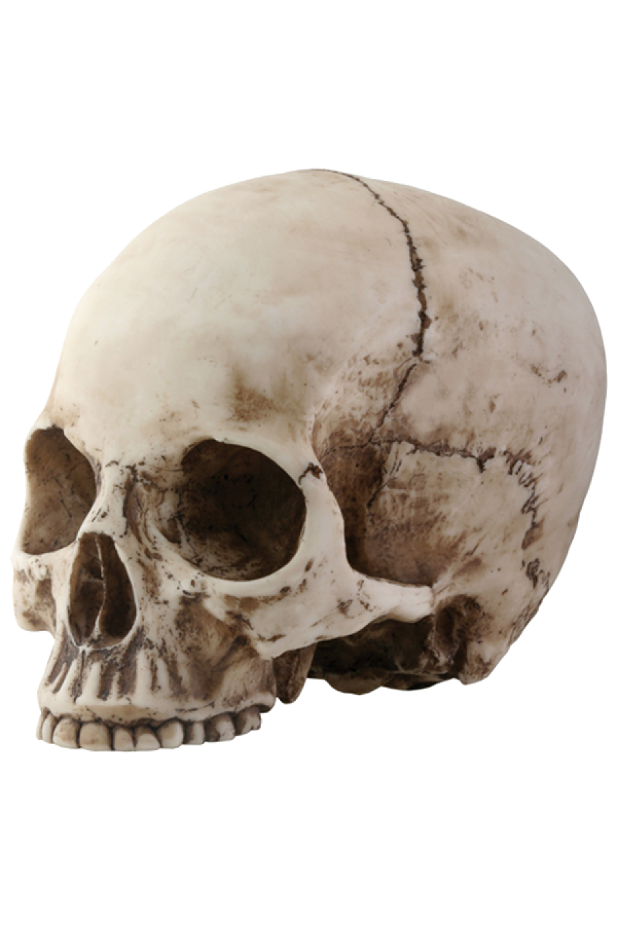 Detail Human Skull Png Nomer 10