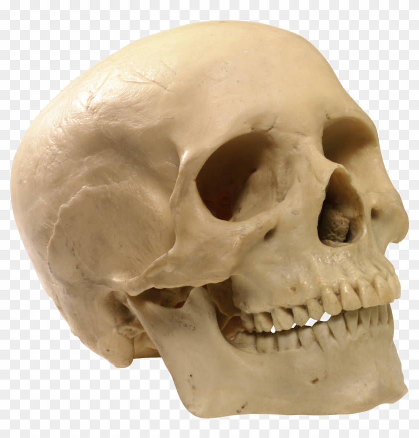 Detail Human Skull Png Nomer 12
