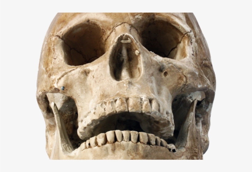 Detail Human Skull Png Nomer 18