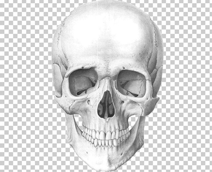 Detail Human Skull Png Nomer 29