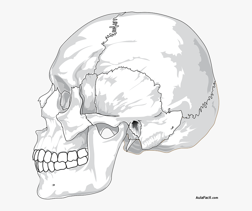 Detail Human Skull Png Nomer 32