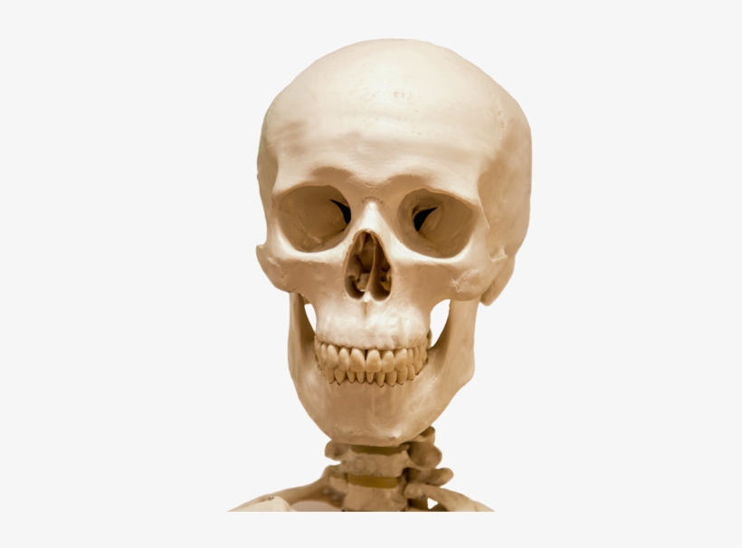 Detail Human Skull Png Nomer 37