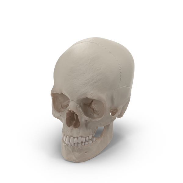 Detail Human Skull Png Nomer 38