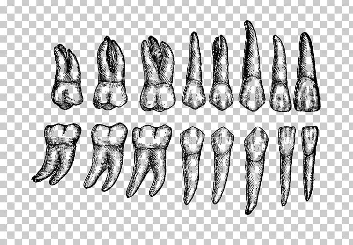Detail Human Teeth Png Nomer 19
