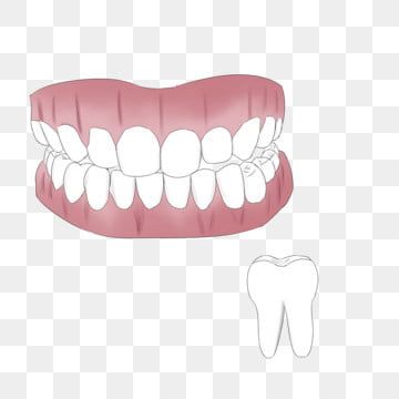 Detail Human Teeth Png Nomer 47
