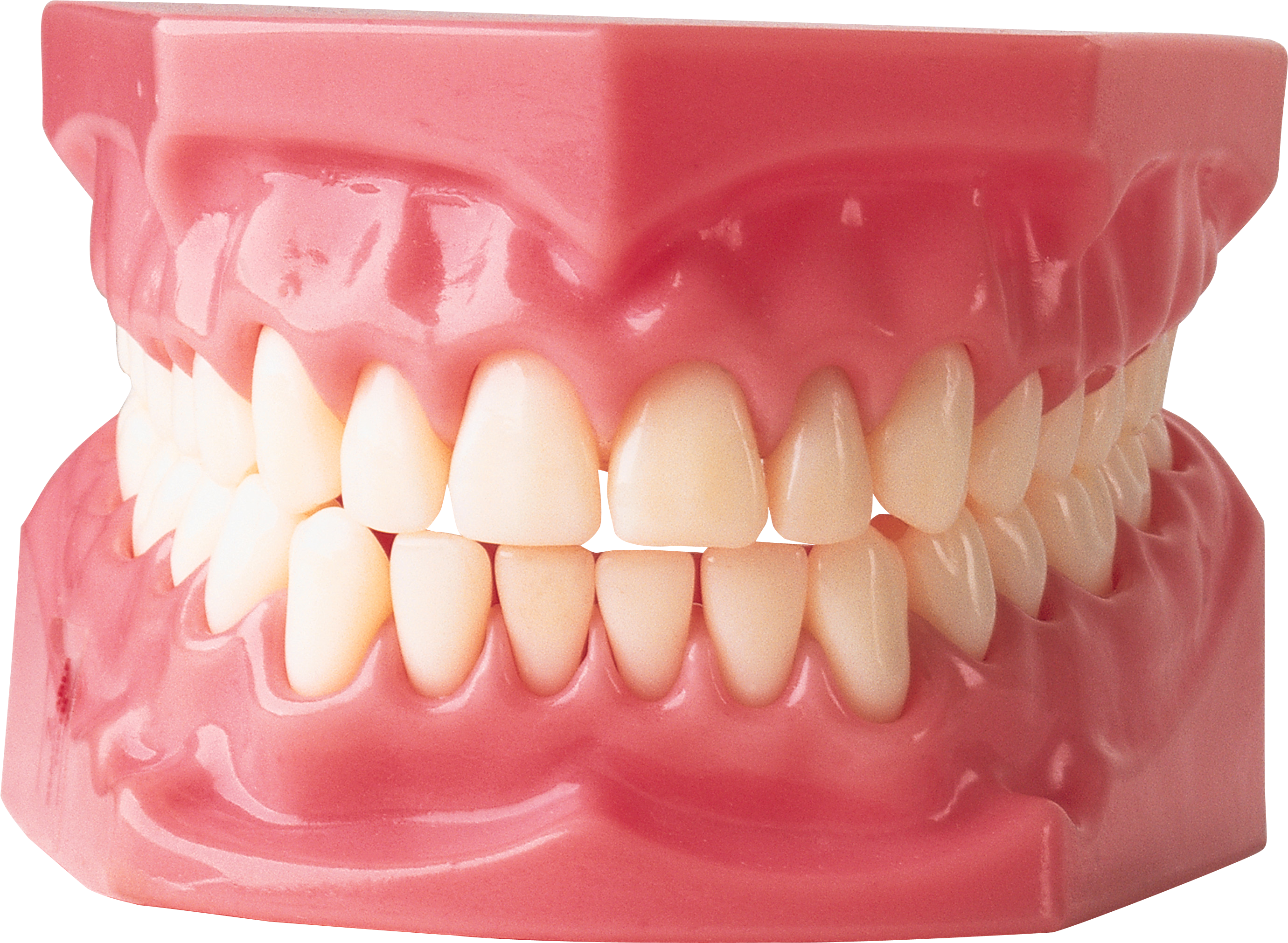 Detail Human Teeth Png Nomer 9