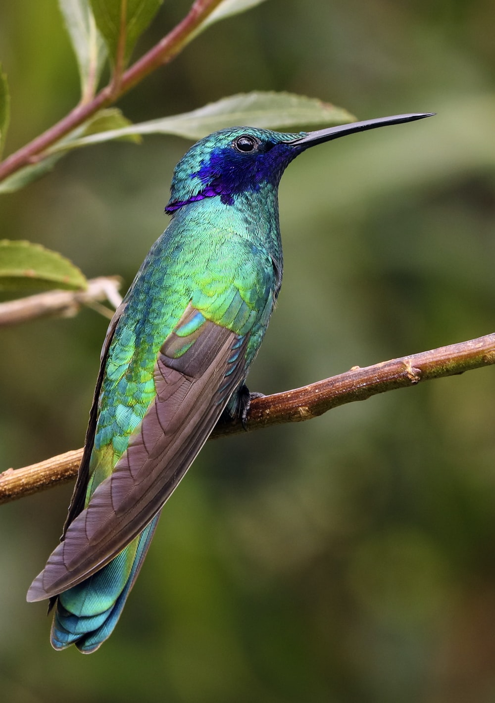 Humming Bird Image - KibrisPDR