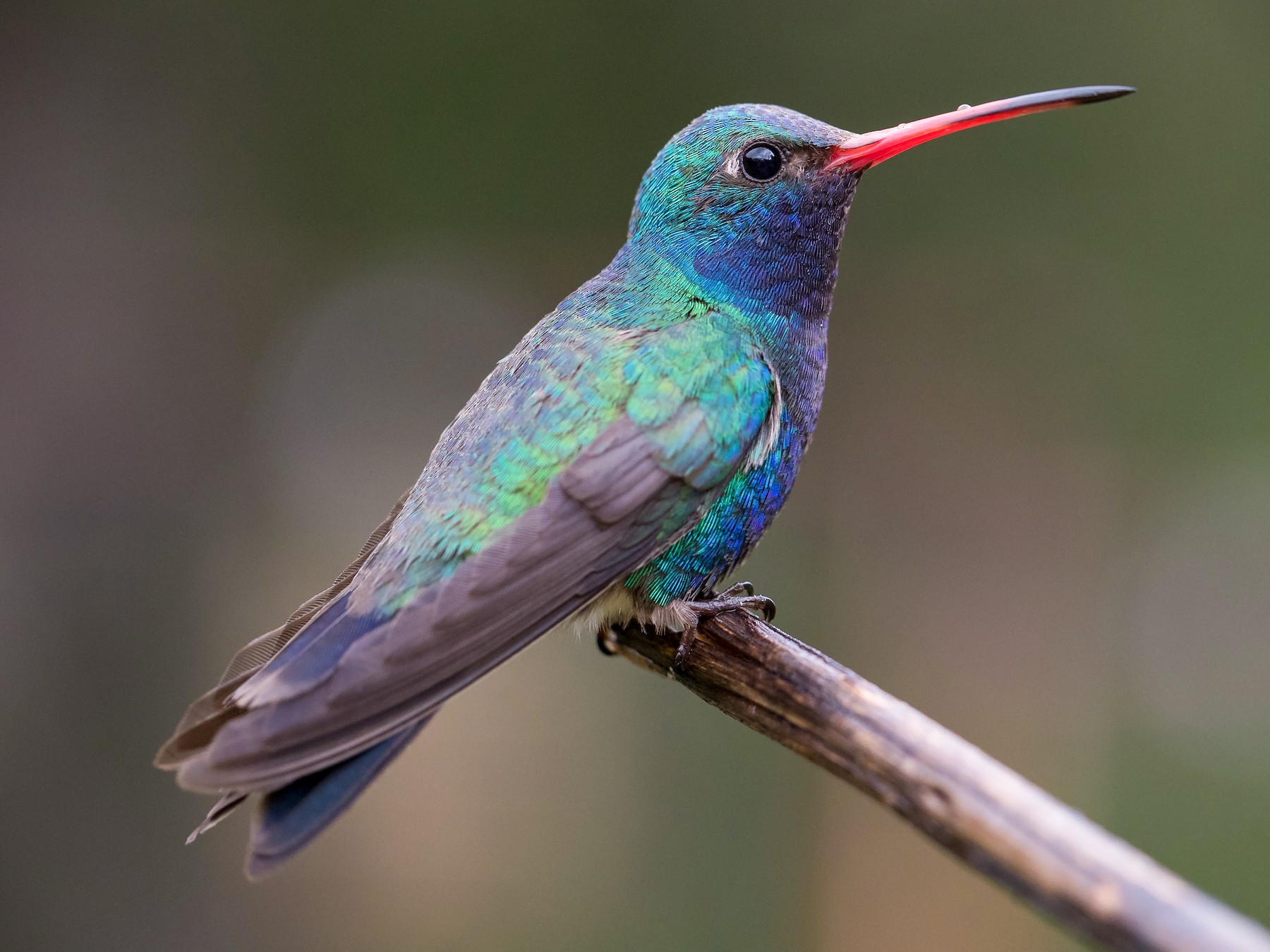 Detail Humming Bird Image Nomer 10