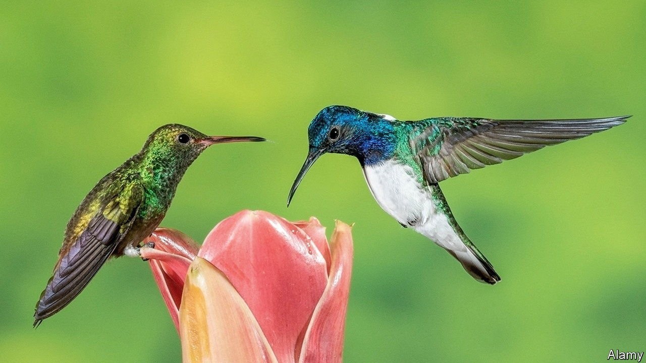 Detail Humming Bird Image Nomer 11