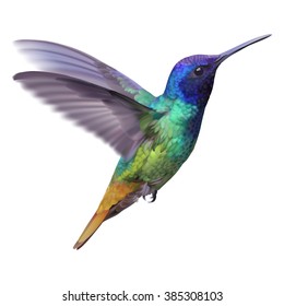 Detail Humming Bird Image Nomer 12