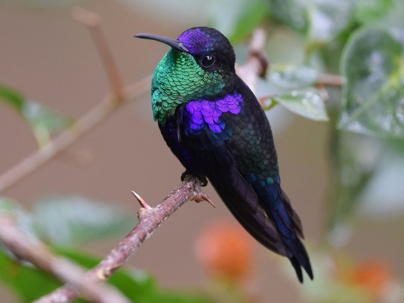 Detail Humming Bird Image Nomer 13