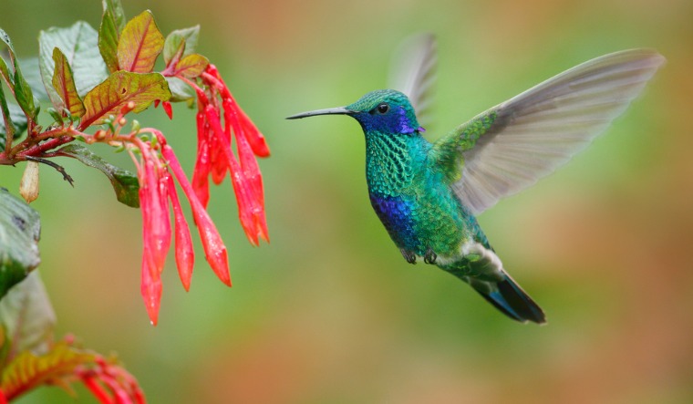 Detail Humming Bird Image Nomer 14