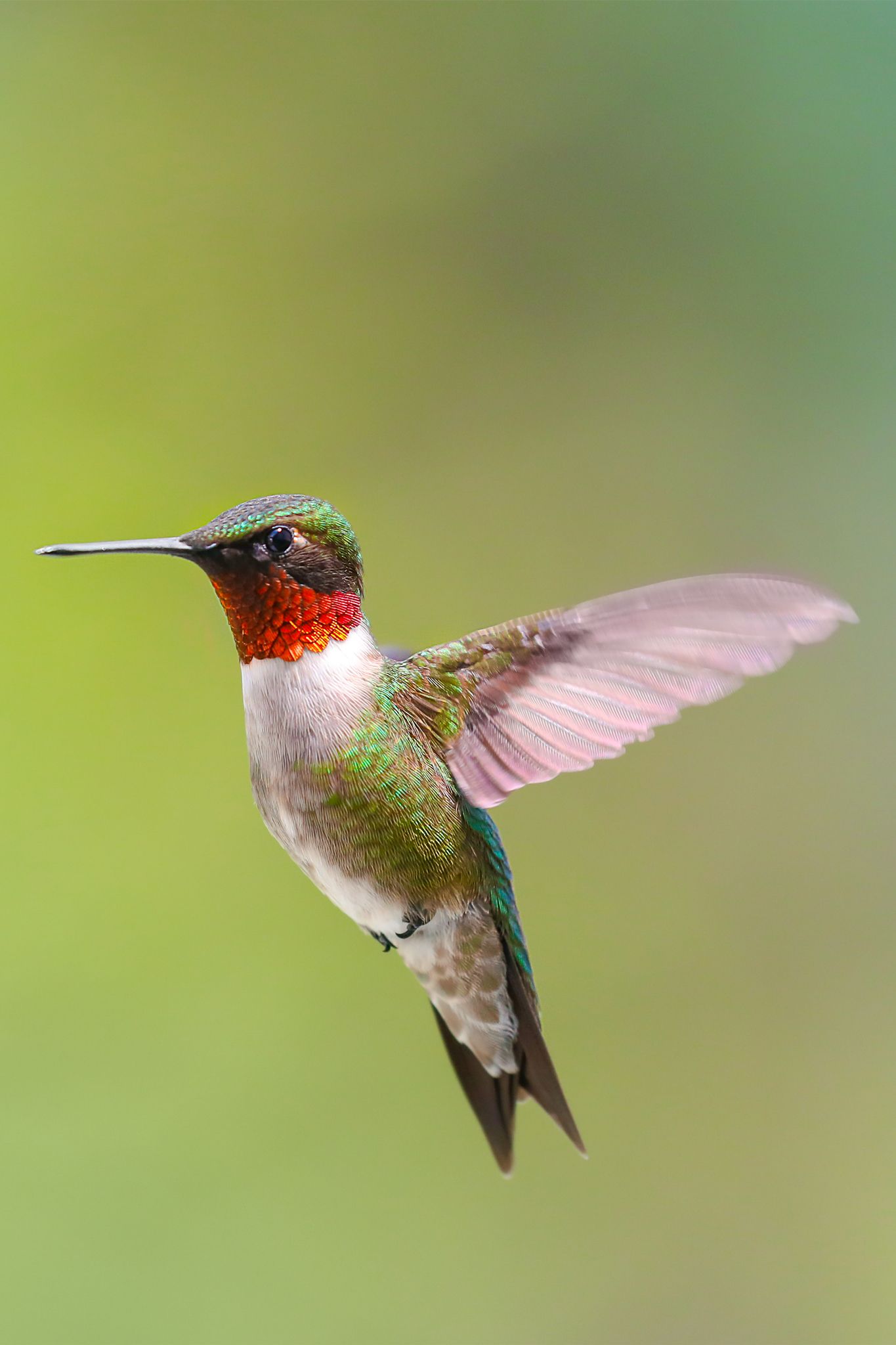 Detail Humming Bird Image Nomer 15