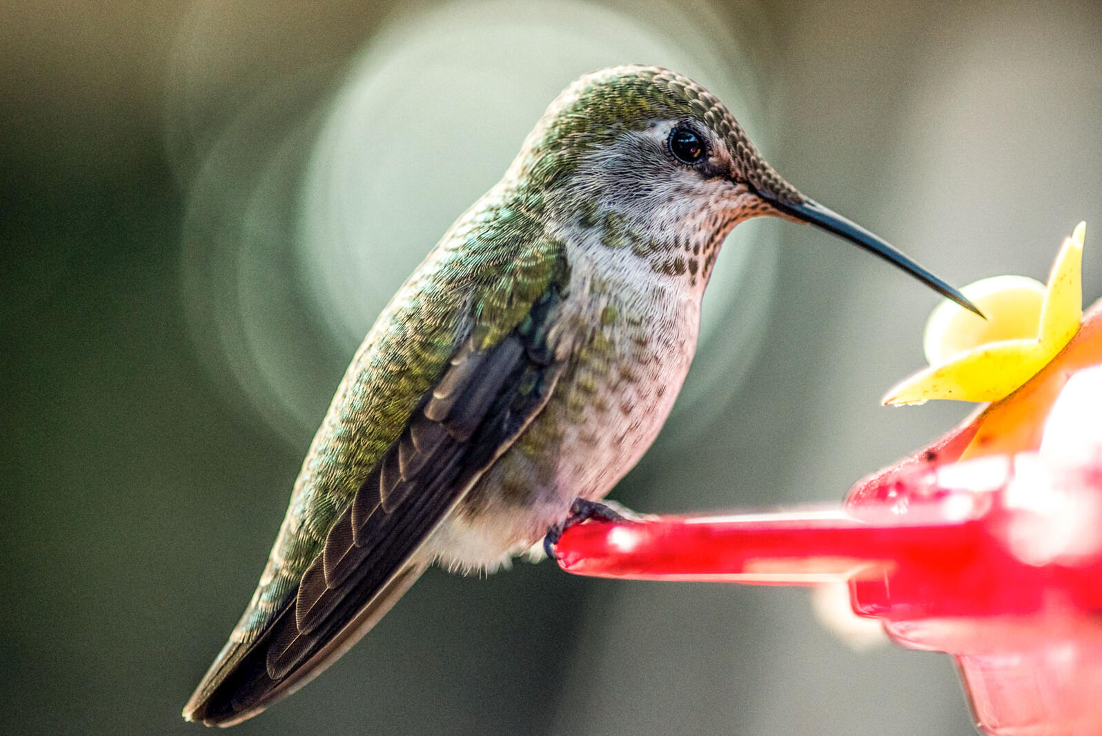 Detail Humming Bird Image Nomer 16