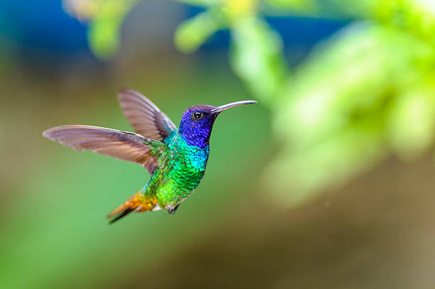 Detail Humming Bird Image Nomer 18