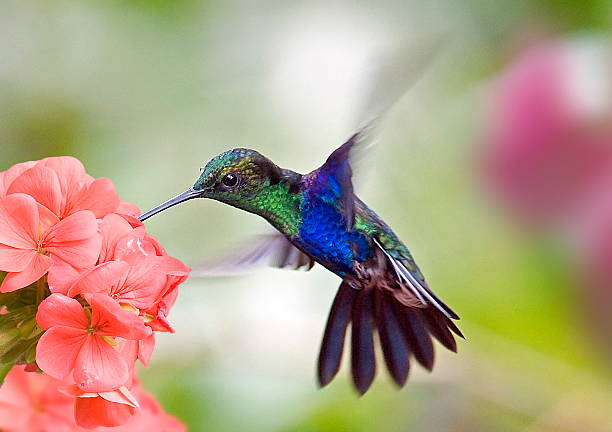 Detail Humming Bird Image Nomer 19