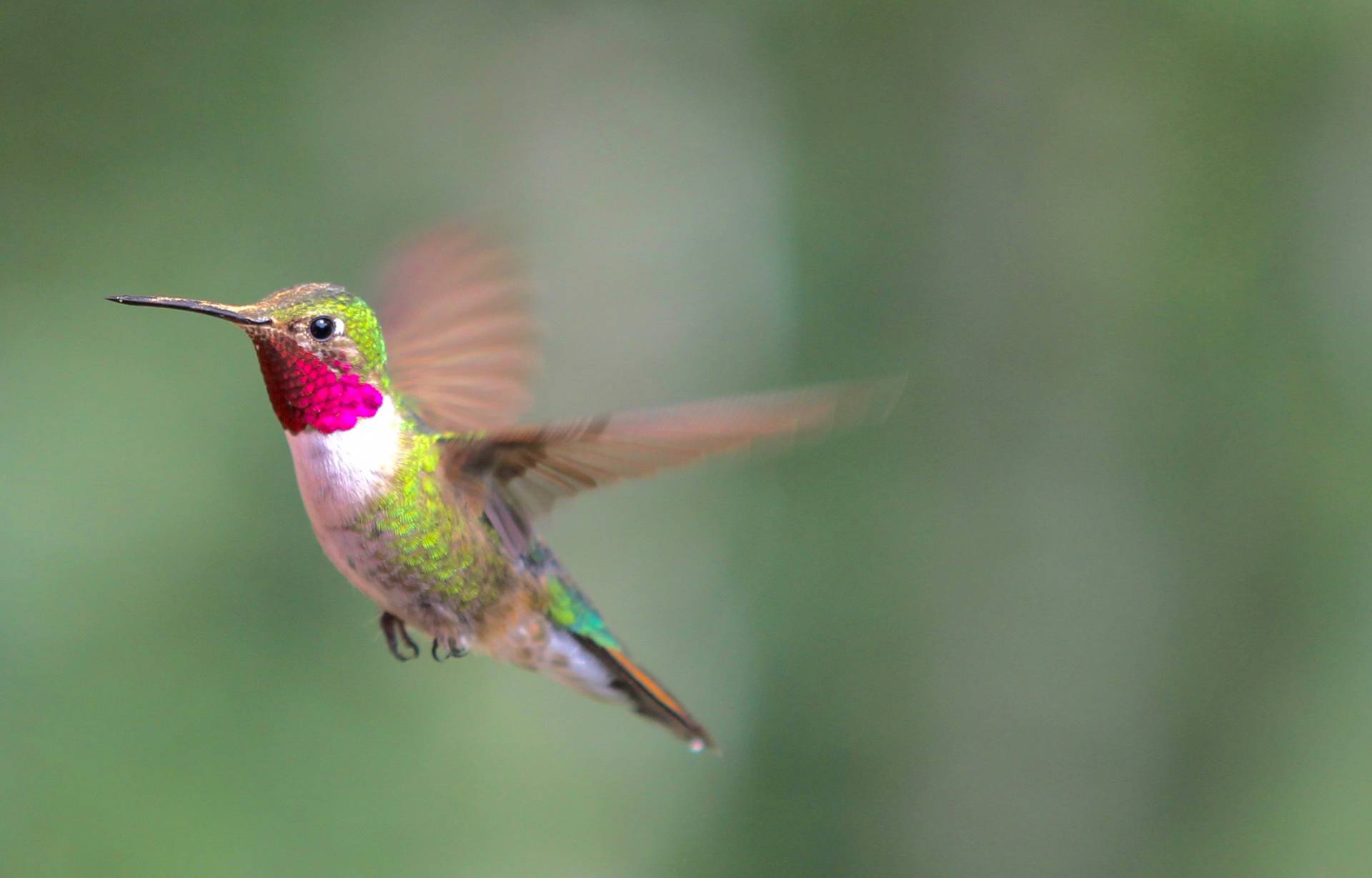 Detail Humming Bird Image Nomer 20