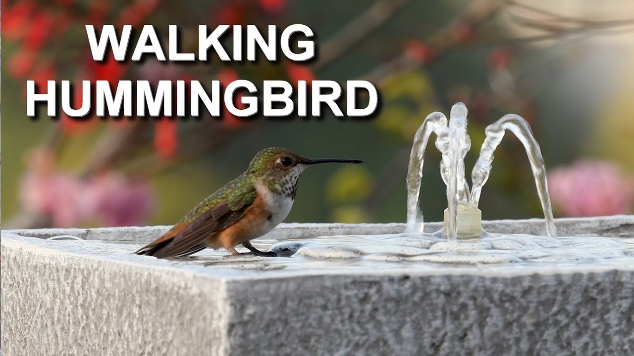 Detail Humming Bird Image Nomer 22