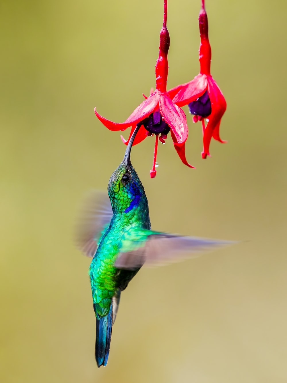Detail Humming Bird Image Nomer 23