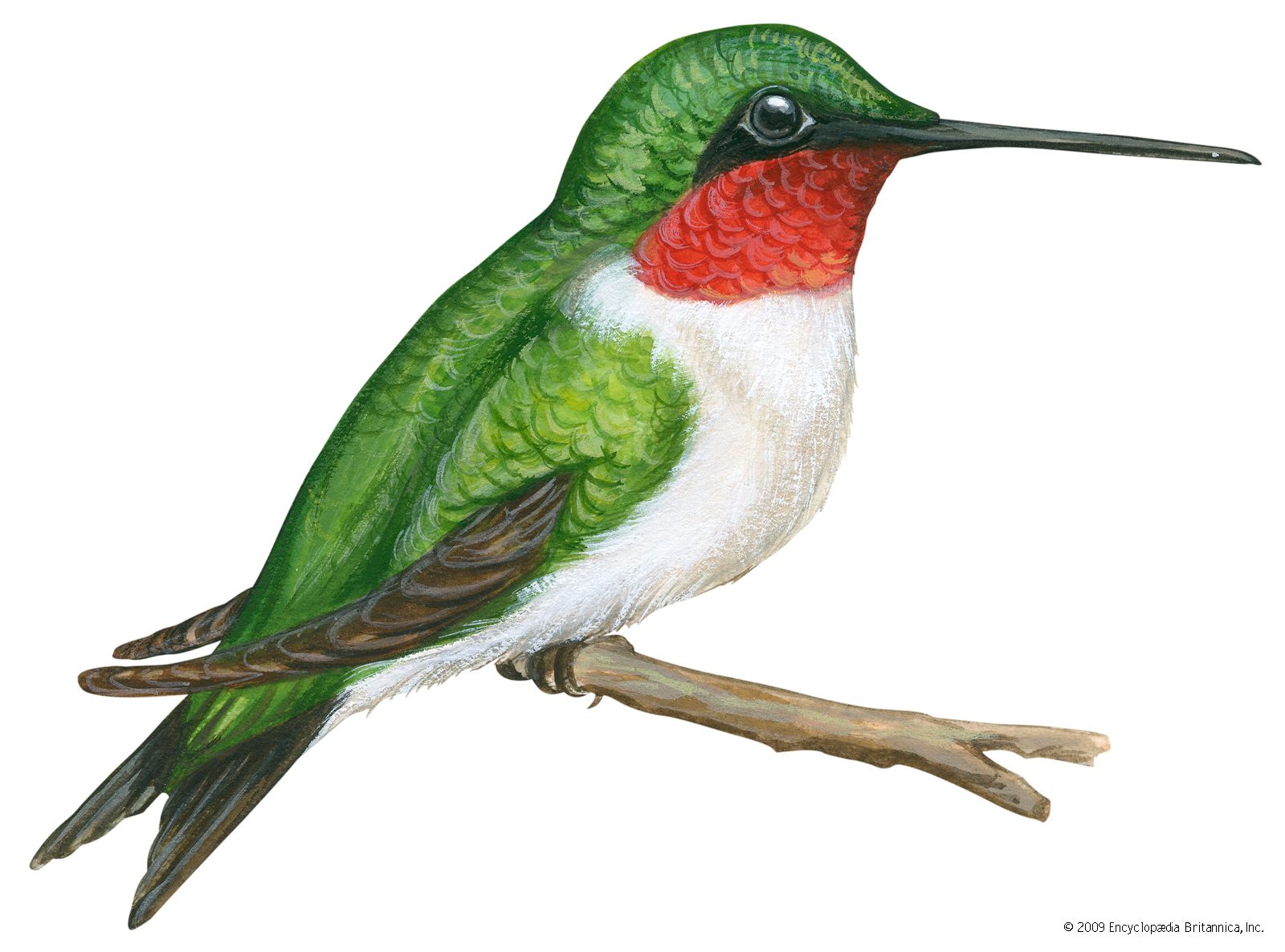 Detail Humming Bird Image Nomer 4
