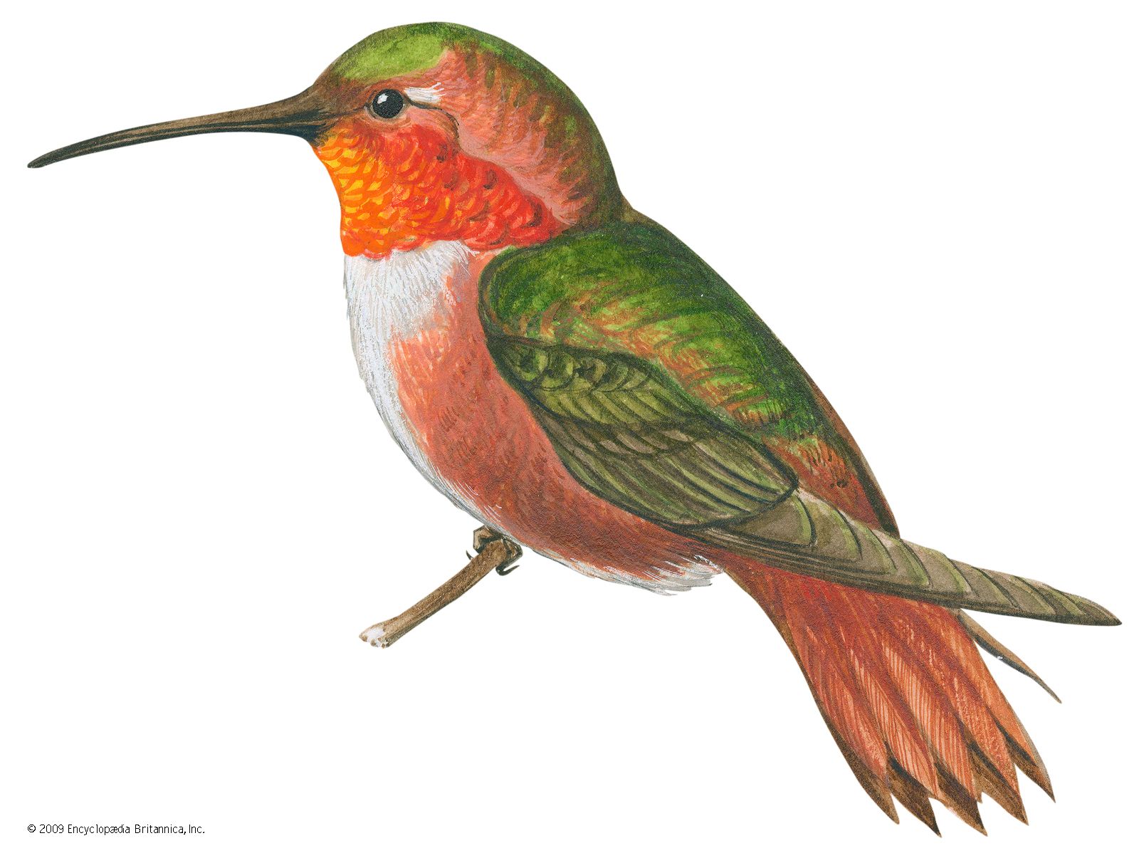 Detail Humming Bird Image Nomer 25