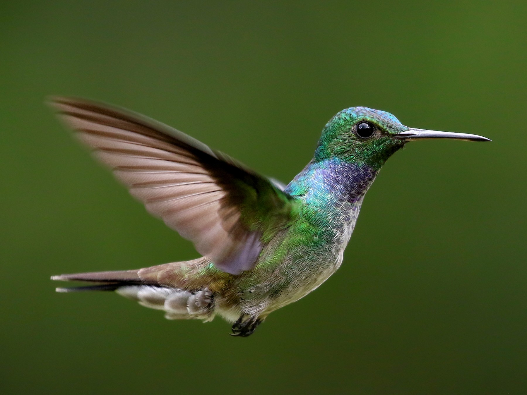 Detail Humming Bird Image Nomer 26