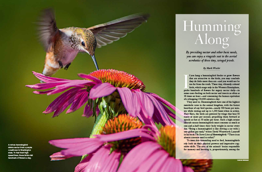 Detail Humming Bird Image Nomer 28
