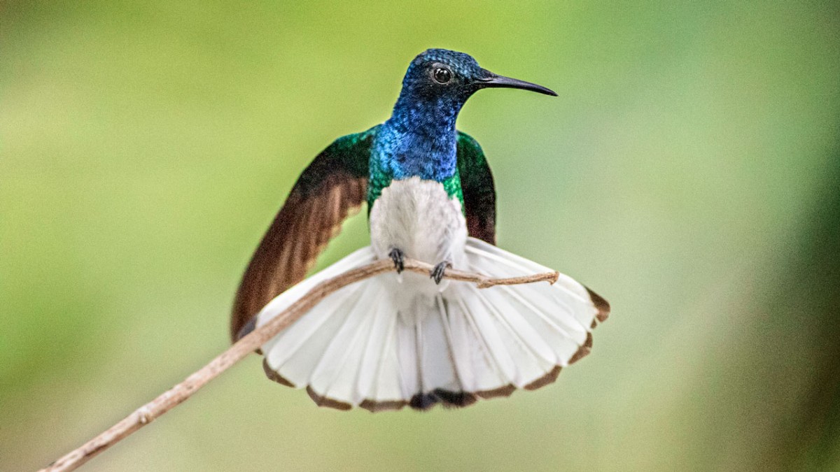 Detail Humming Bird Image Nomer 31